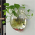 Pot Wall Hanging Mount Bubble Aquarium Bowl Fish Aquarium Home Decoration